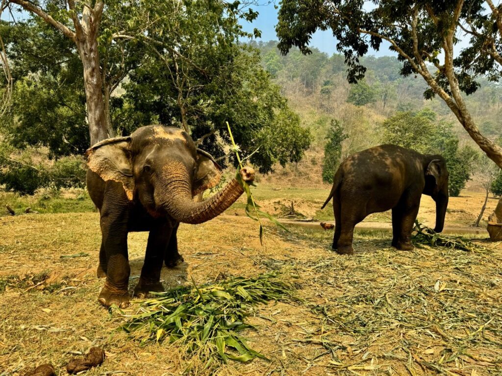 Elefantes comiendo cañas de bambú